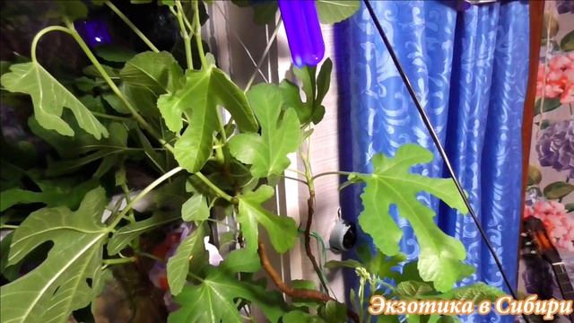 Инжир Брунсвик рост, посадка на зиму и уход за ним.#Инжир смотреть онлайн
