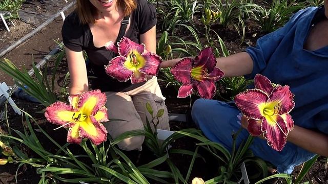 Опыление лилейников. Часть 2 / Сад Ворошиловой смотреть онлайн