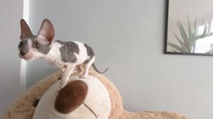 КОРНИШ РЕКС: кому подходит, советы при выборе котенка, памятка владельцу