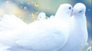 Песня про любовь и про голубей.