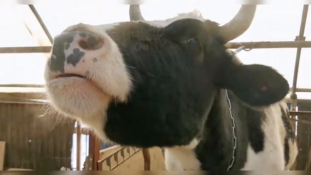 Кормление коров. Даём кукурузу. смотреть онлайн