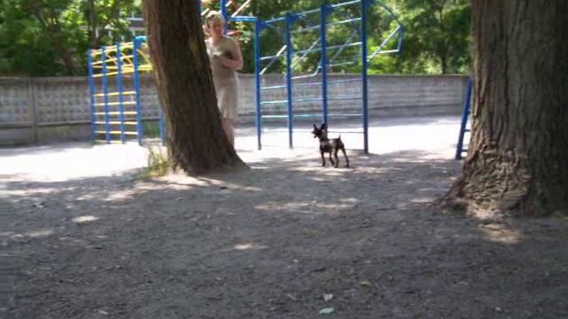 Щенок цвергпинчера - ОКД, работа с владельцем смотреть онлайн