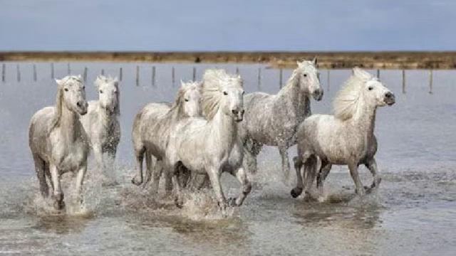 Камаргу- морские лошади смотреть онлайн