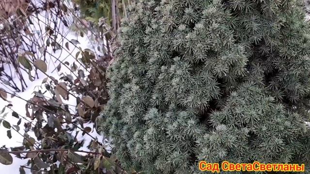 Как проливать Хвойные Весной.Важные Советы при уходе за садом.Я категорически Против.Это Опасно. смотреть онлайн