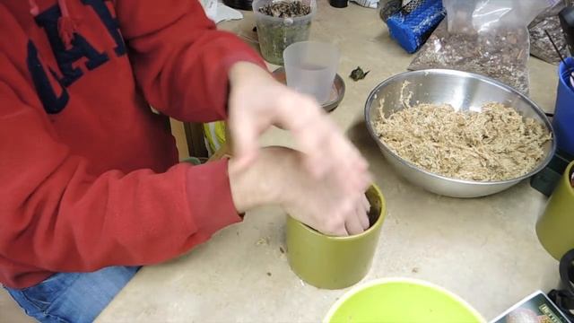 Pleione Orchid Bulb Planting