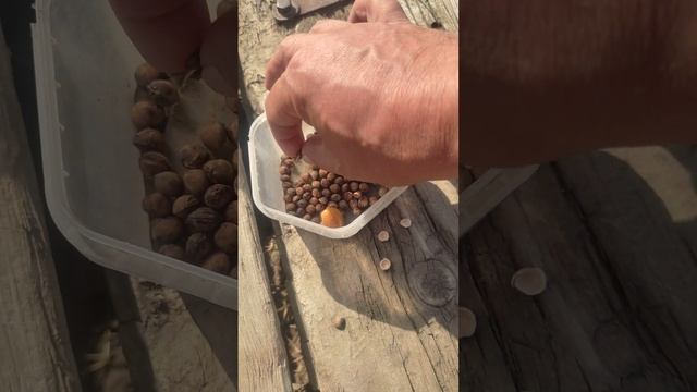 посадка вишни из косточек. продолжение... смотреть онлайн