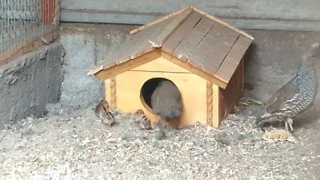 Чешуйчасті перепілки з малечею (Callipepla squamata ). смотреть онлайн