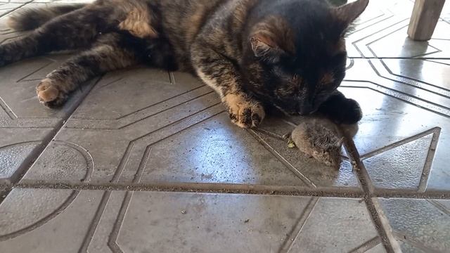 Кошка Муля охотница#кошка#мышки#животные#дача#мышь#сад #лето#охотница смотреть онлайн