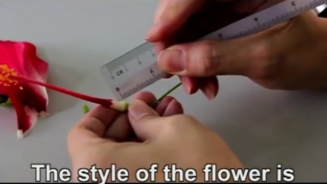 DISSECTION OF A HIBISCUS FLOWER