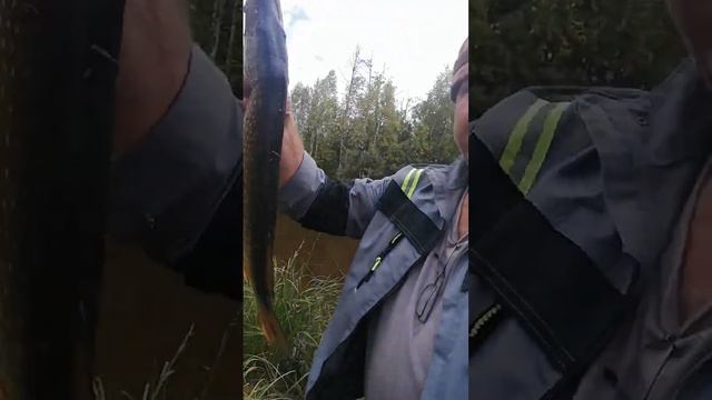 ХМАО. г.Радужный. Ловля щуки. Вода упала, но пару щучек выловил! смотреть онлайн