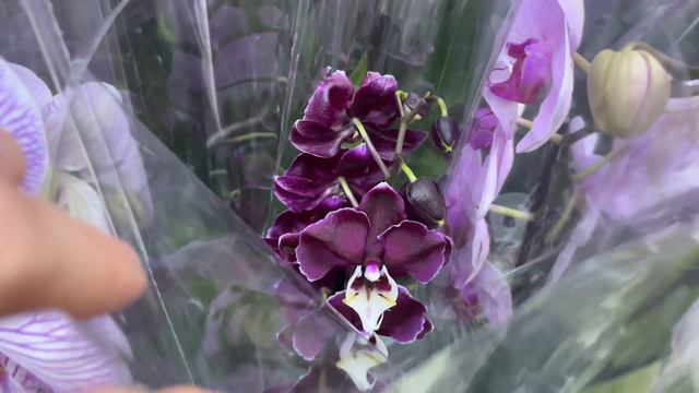 Орхидейная прогулка! 29.11.2022 смотреть онлайн