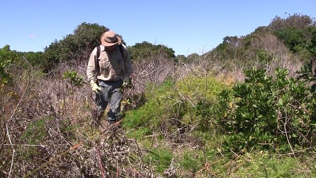 SPRAYING Asparagus aethiopicus - A CASE EXAMPLE смотреть онлайн