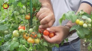 Очень популярный сорт томата. Черри Томат Детки-Конфетки