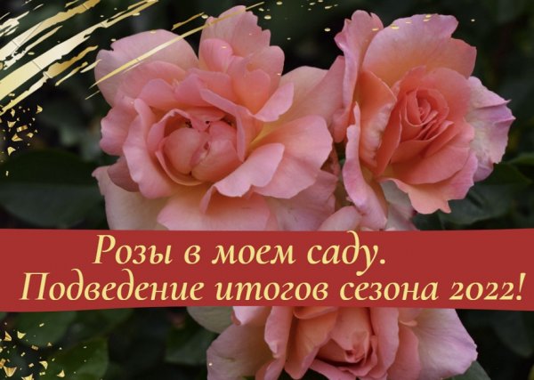 Розы в моем саду. Подведение итогов сезона 2022.