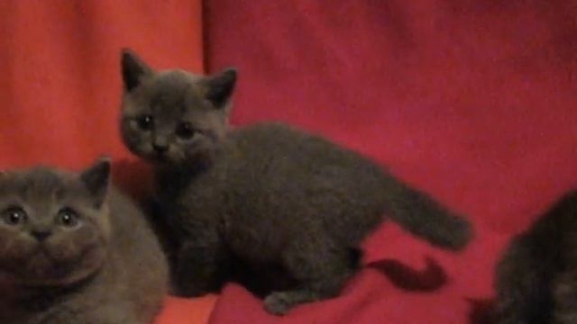 Шотландские котята питомник Greycat Www.grey-cats.ru