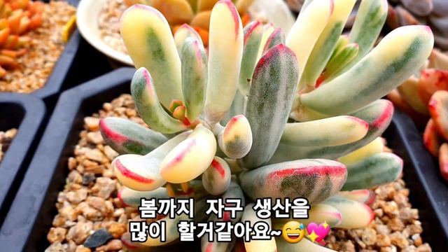 오래 묵은 다육이 겨울나기 도태랑 매혹의창(succulent, 多肉植物) смотреть онлайн