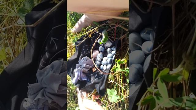 Ритуал на здоровье. Варган смотреть онлайн