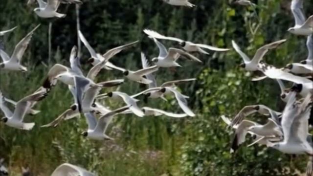 Рубцов Стихи и песни смотреть онлайн