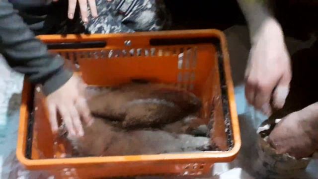 #каксолитьлеща Как Засолить Рыбу Леща!Вкусная солёная рыба,так солим всегда,результат отличный! смотреть онлайн