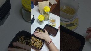 Микрозелень. Пажитник. часть 1. Огород дома.