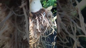 #колоказия #экзотическиерастения