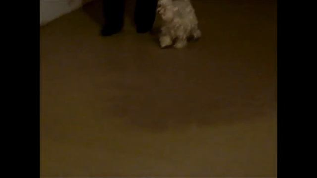kitidams kennel Kitty Dam'S Russia, Novosibirsk смотреть онлайн