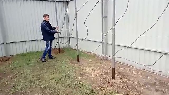 Как ПРАВИЛЬНО вырастить киви. смотреть онлайн