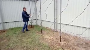 Как ПРАВИЛЬНО вырастить киви.