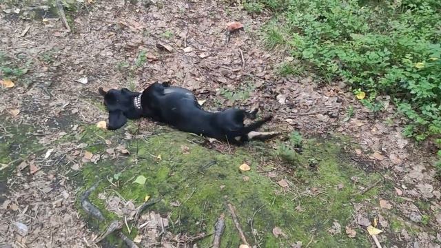 "Таксамаскировка" 🐶 смотреть онлайн