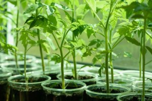 ЧЕМ ЛУЧШЕ ПОДКОРМИТЬ РАССАДУ ТОМАТОВ ПОСЛЕ ПИКИРОВКИ.