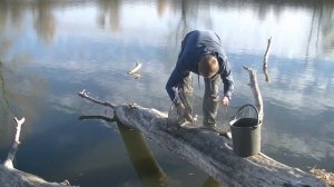 Ловим РАКОВ на Сало и Чеснок/ Как ловить раков осенью