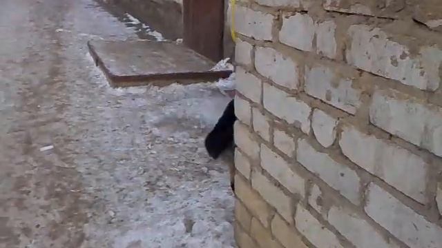 Черныш смотреть онлайн