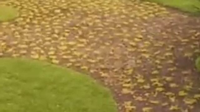 альтернативный газон из ирландского мха смотреть онлайн