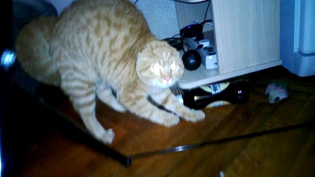 Мой кот, и букет цветов) смотреть онлайн