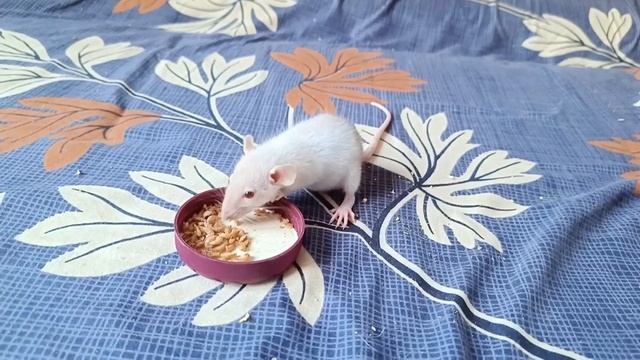 КРЫСЕНОК ДАБЛ-РЕКС ОБРОС ШЕРСТКОЙ И ПОМЕНЯЛ ЦВЕТ смотреть онлайн