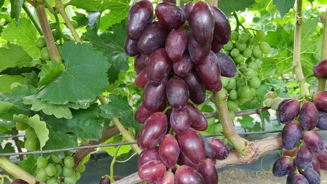 ВИНОГРАД. МОНТИДОР , КРИПТОН. 2020г