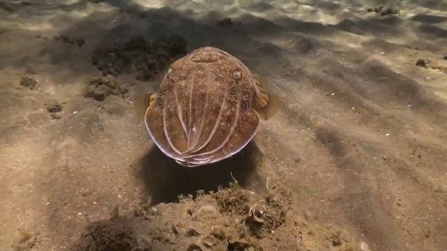 Каракатица. Грация движений смотреть онлайн