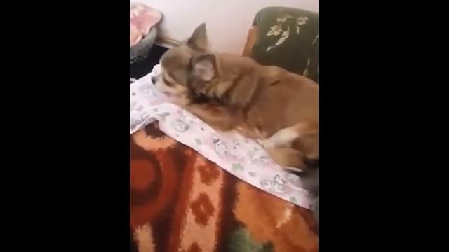 Маленькие собачки чихуахуа мёрзнут смотреть онлайн
