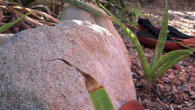 Sansevierias Are Easy Care Plants смотреть онлайн