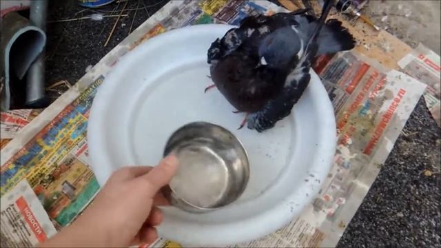 Голубь дома смотреть онлайн