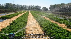 Земляника Вима Рина