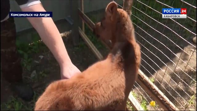 Новорожденного лосёнка выходили сотрудники зооцентра «Питон» в Комсомольске-на-Амуре смотреть онлайн