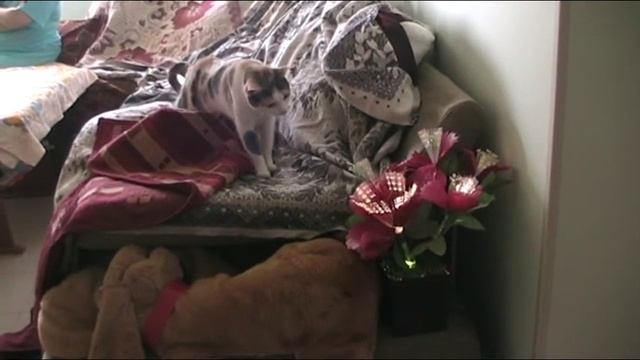 Scarlet Floweret (Аленький цветочек) смотреть онлайн