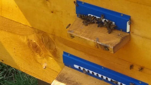 На пасеке у Богдана Пьітляра. Часть 2. смотреть онлайн