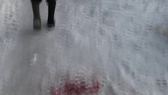 Верность погибшей собаке и зимой. Пример людям-человекам. 25.01.2016 смотреть онлайн