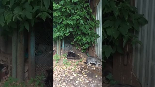 Мама-кошка и котята