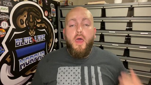 I Keep Buying Normal Ball Pythons And You Should Too! смотреть онлайн