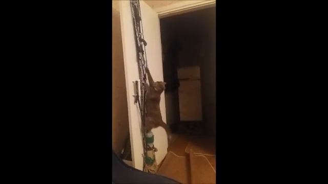 the cat and the door --- котик по двери как по дереву ... смотреть онлайн