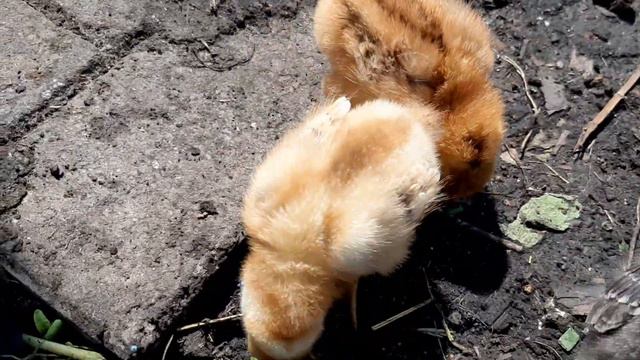 Хэлувимка дорвалась смотреть онлайн
