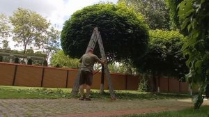 Стрижка клёна. Шар.